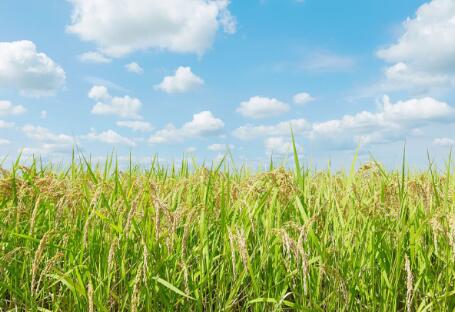 各地政策頻出，生物質(zhì)發(fā)電引重視