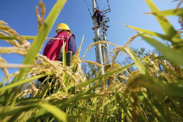 哈爾濱供電公司累計投入38億元優(yōu)化農村電網(wǎng)助力農民豐收