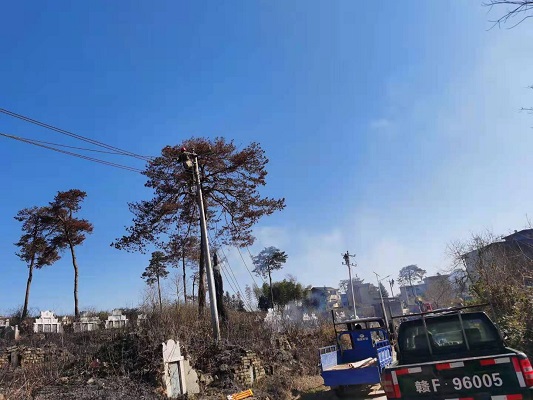 國網樂安縣供電公司:樹木倒塌壓斷電桿 供電員工迅速搶修復電