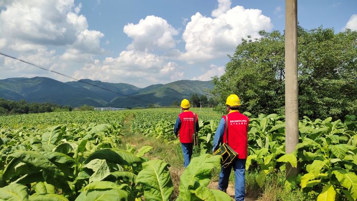 國(guó)網(wǎng)洛南縣公司“零距離”服務(wù)煙農(nóng) 護(hù)航“黃金葉”生產(chǎn)