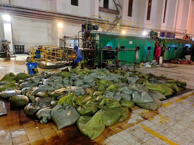 華東區(qū)域最大發(fā)電廠遭遇海蜇危機(jī)：循泵房面臨被堵，員工24小時抓海蜇